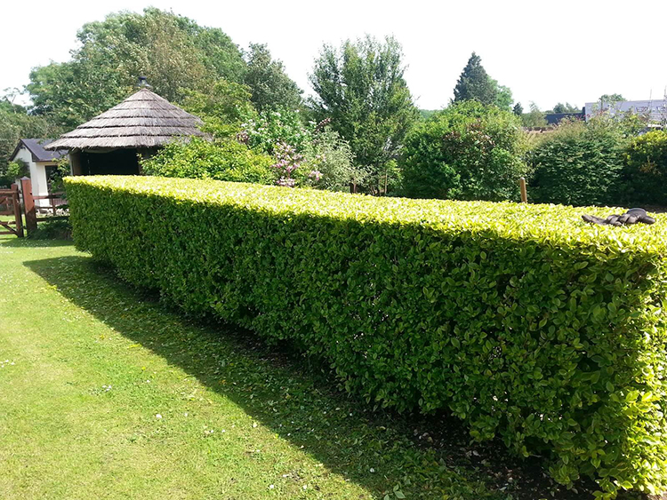 hedge cutting